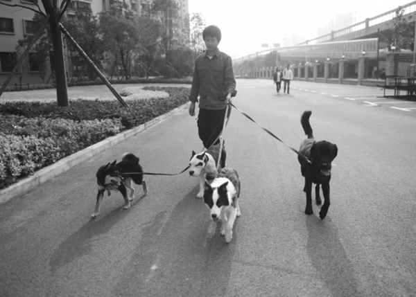 小区遛狗.jpg