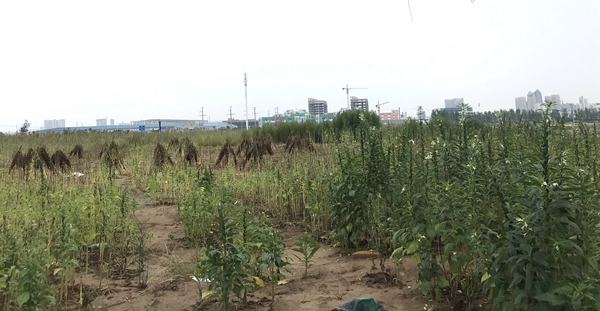 土地现场图 - 副本_副本 - 副本.jpg